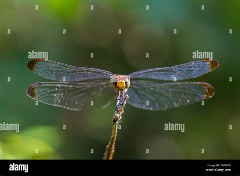 Dragonfly Stock Photo Alamy