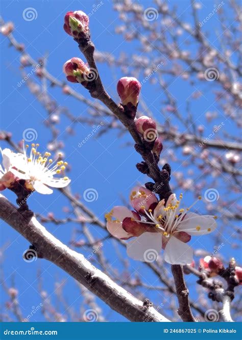 Spring Flowering of Cherries, Apricots, Sakura and Other Plants Stock
