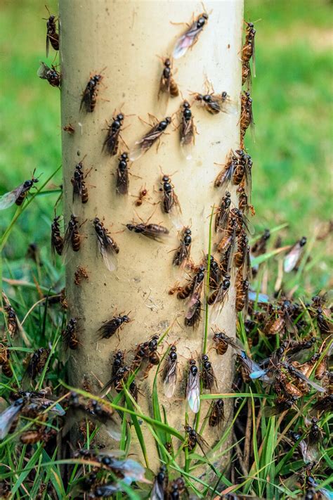 All About Flying Ant Day In The Uk The New York Times