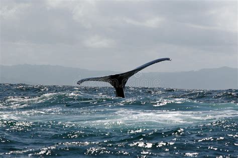 Cola De La Ballena Jorobada Imagen De Archivo Imagen De Plata