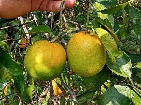 Fibl New Platform For The Fight Against Citrus Greening