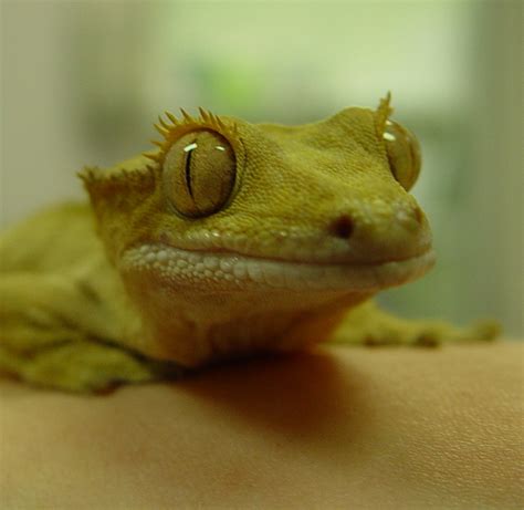 Crested Gecko Care - CHICAGO EXOTICS ANIMAL HOSPITAL