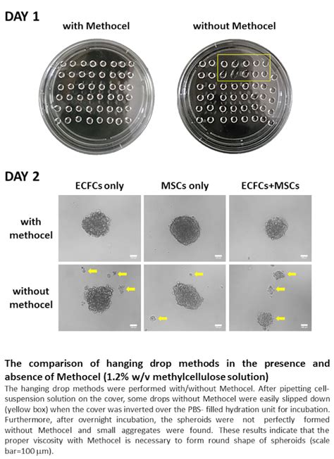 Three Dimensional Angiogenesis Assay System Using Co Culture Spheroids Formed By Endothelial