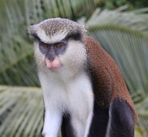 Flickriver: Patriccioli's photos tagged with monamonkey