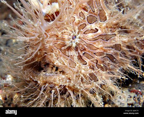 Shaggy Anglerfish Antennarius Hispidus Also Known As A Hairy Frogfish