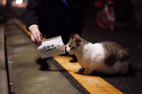 爪爪公益启动12 24南山花卉小镇流浪猫狗关爱 领养行动