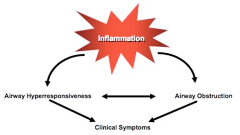 Asthma Pathogenesis Flashcards Quizlet