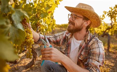 Premium Photo | Winemaker picking grapes in vineyard