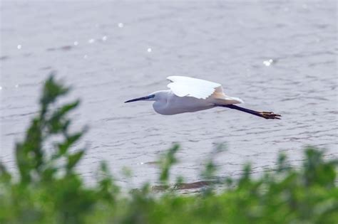 Garceta común en vuelo egretta garzetta garza blanca pequeña Foto