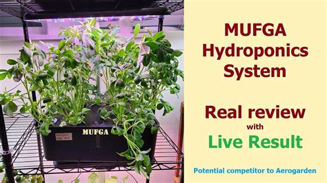 Fenugreek Methi In MUFGA Hydroponics System A Real Review