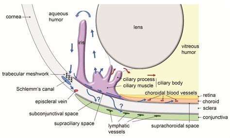 Biology Free Full Text Lymphatics In Eye Fluid Homeostasis Minor