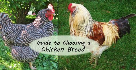 breeds  chickens  ryan bruce blog