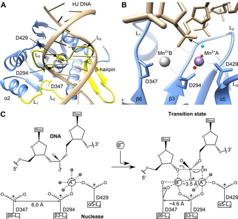 Mechanism Of DNA Cleavage A Model Of G20c Nuclease Complex With DNA