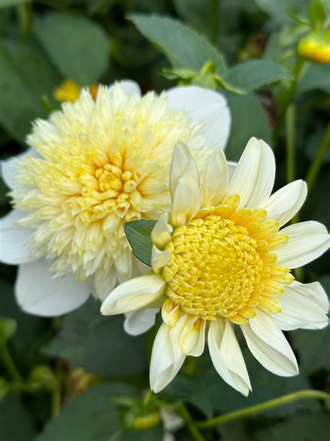 Platinum Blonde Dahlia Tuber Bleedingheart