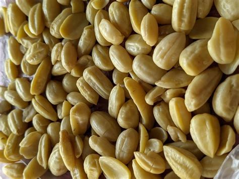 Balanites Roxburghii Seeds For Germination Packaging Type Packet At