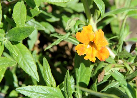 Mimulus Jelly Bean — Native Revival Nursery