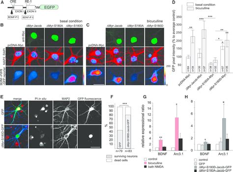 Phosphomimetic S180D And Phosphodeficient S180A Jacob Regulate BDNF