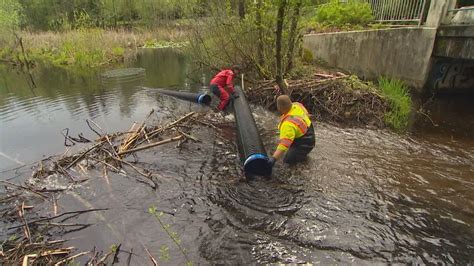 Mill Creek Tries New Tactic To Prevent Beaver Dams From Flooding Nearby