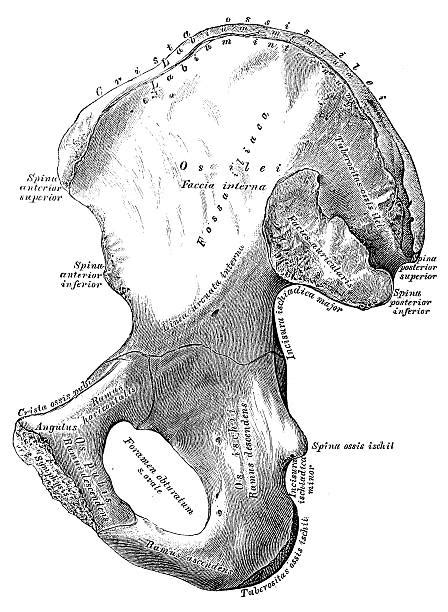 Pics Of Hip Bone Diagram Stock Photos Pictures And Royalty Free Images