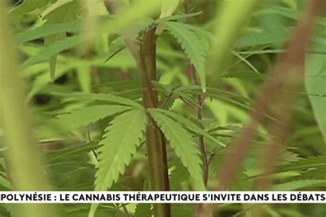 REPLAY En Polynésie la légalisation du cannabis thérapeutique s