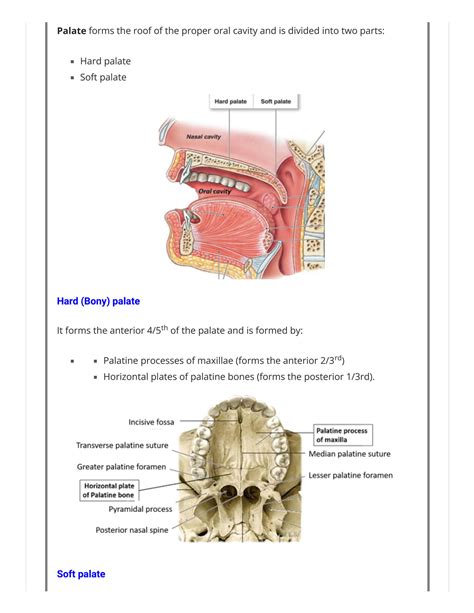 Solution Palate Parts Muscles Blood And Nerve Supply Anatomy Qa