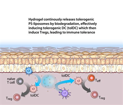 Hydrogel Technology Tolerogenics S A R L