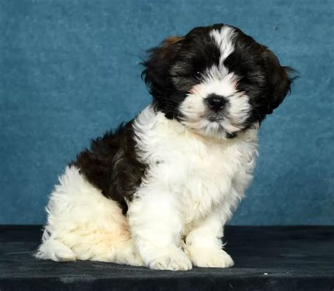 What Is A Shih Poo Puppies