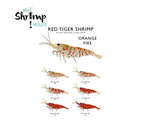 Comprar Cartel Gamba Red Tiger Orange Fire Myshrimphouse