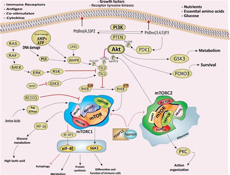 Frontiers MTOR Mediated Regulation Of Immune Responses In Cancer And