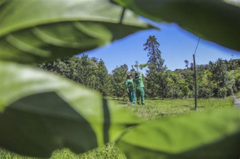 Rumo a 500 mil árvores veja como estão as primeiras mudas plantadas