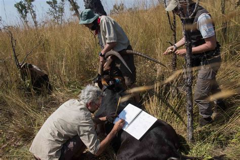 Giant Sable Conservation In Angola Ahg