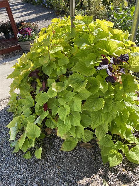 Sweet Potato Vine Plants Guzmans Garden Centers