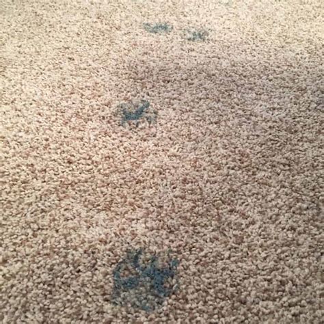 Homeowner Fail How To Get Dried Paint Off Of Carpet
