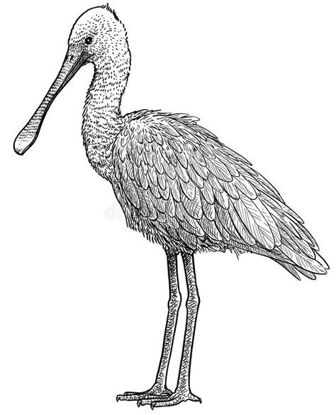 Eurasian Spoonbill Illustration Drawing Engraving Ink Line Art