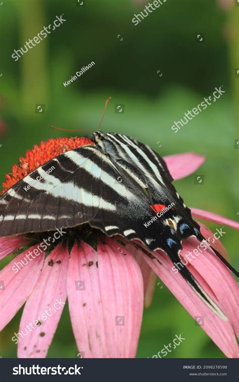 Zebra Swallowtail Butterfly Protographium Marcellus On Stock Photo