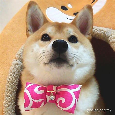 ﻿shiba_charmy / Сиба-ину :: живность :: собака (собакен, собакены ...