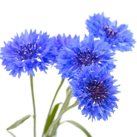 50 Bouquet Blue Cornflower Seeds - Welldales