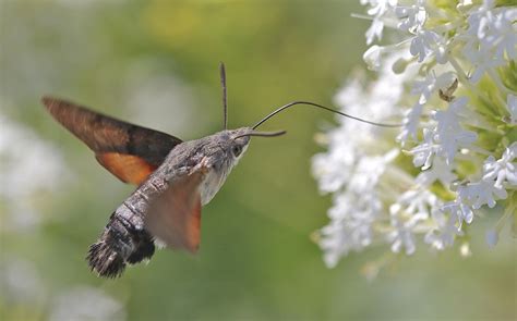 Hummingbird Hawk-moth Facts, Range, Habitat, Behavior, Pictures