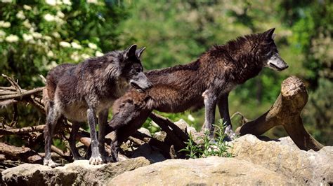 La Pr Sence De Louveteaux D Tect E Dans Le Massif Des Vosges