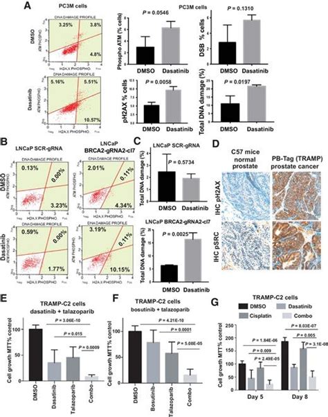 Attenuation Of Src Kinase Activity Augments Parp Inhibitormediated