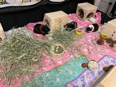 How to Clean a Guinea Pig Cage: A Step-by-Step Guide | Animallama