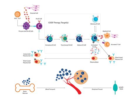 Immunology Research Immune Monitoring