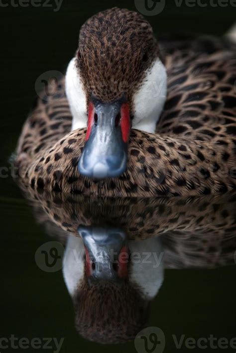 Duck Reflection Close Up Portrait 703116 Stock Photo at Vecteezy