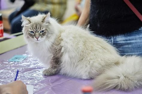 Premium Photo Siberian Cat Sits With Its Paws Folded On The Table