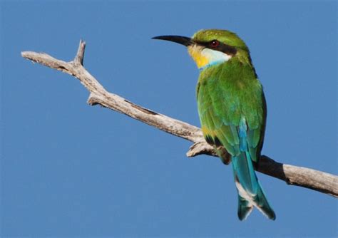 Coraciiformes - Kingfishers, Hornbills Photo Gallery | Wildlife Journal Junior