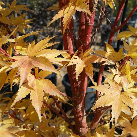 Acer Palmatum Sango Kaku Coral Bark Japanese Maple Mid Valley Trees