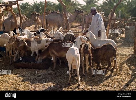 Kufra Oasis Hi Res Stock Photography And Images Alamy