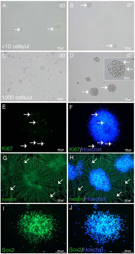 PDF Neural Stem Progenitor Cells From The Adult Human Spinal Cord Are