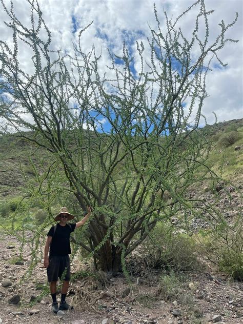 Adam s tree from San Quintín B C Mexico on October 17 2022 at 06 33