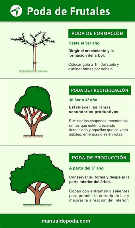 Poda del Olivo Cuándo y cómo hacerla